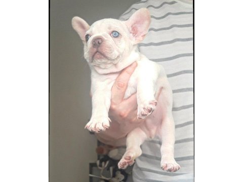 Nadir bulanan renkler egzotik tür french bulldog