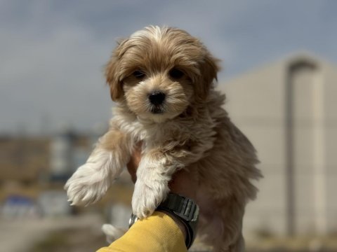 Petmode köpek çiftliğinden tea cup kore maltipoo