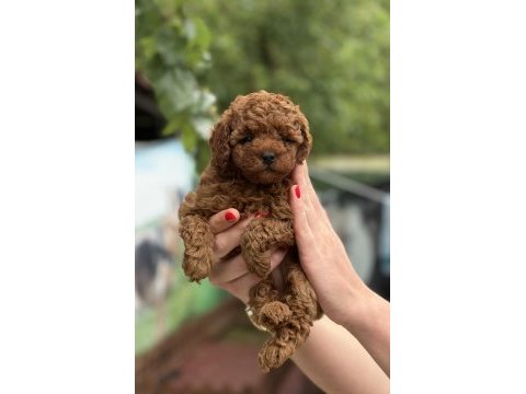 Micro teacup kore red poodle