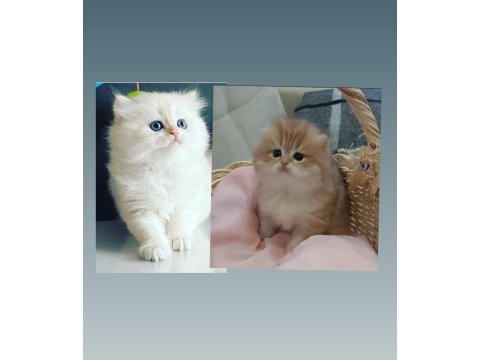 Show kalite safkan british longhair kediler