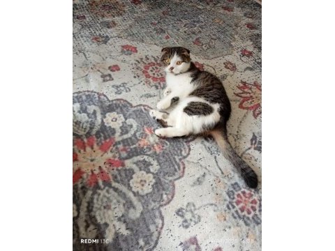 Scottish fold kedimiz
