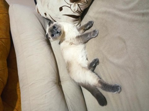 Sahiplendirilecek scottish fold kırık kulak