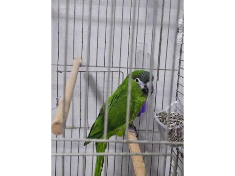 Mükemmel yavru cüce macaw alışmış