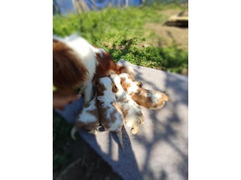 Cavalier king charles baby