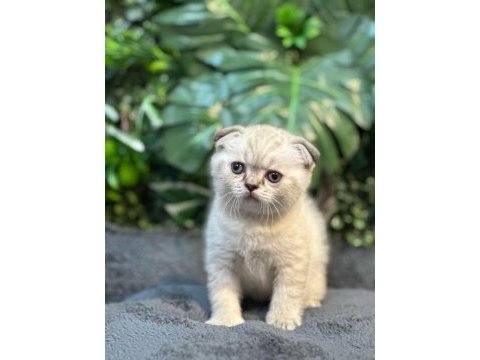 Scottish fold ny1133 dişi