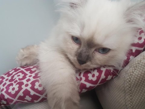 Oğlumuza yuva british longhair