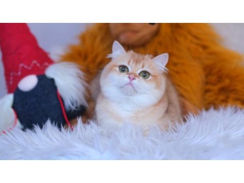 Brıtısh shorthaır golden kısır değil1 yaşında dişi