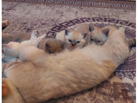 Yavru 1 buçuk aylık rezerve british shorthair yavrular