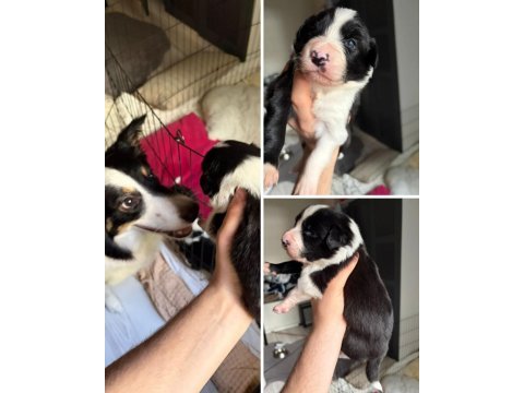 Meşhur cash in torununun border collie yavruları