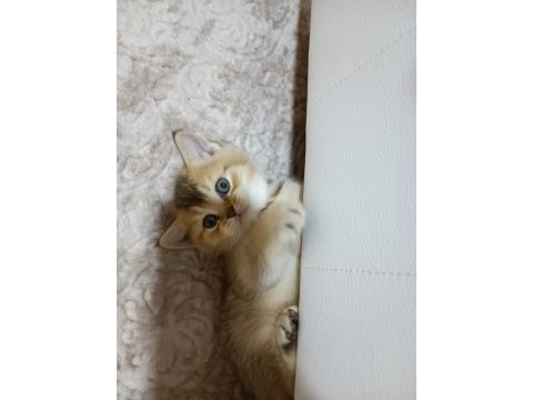 Minik yavrum golden british shorthair