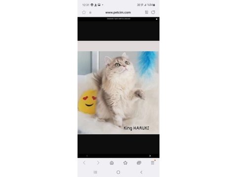 British longhair erkek kedimiz