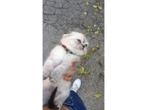Scottish fold miniğimi sahiplenmek isteyen