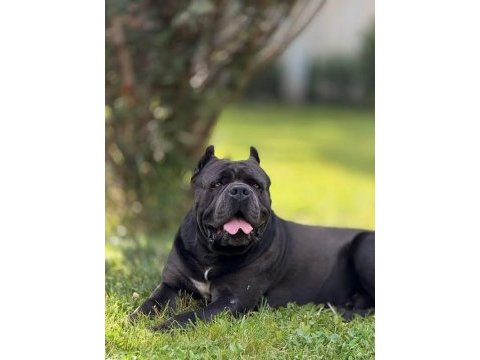 Özel seçim dev gibi cane corso bebekler