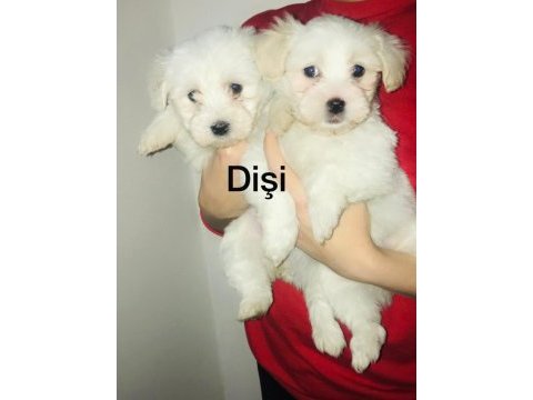 Maltese terrier bebekler 45 günlük