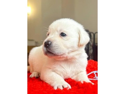 2 aylık safkan labrador retriever yavrularım