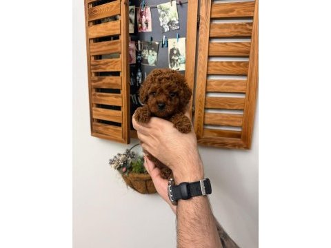 Teacup poodle yavru