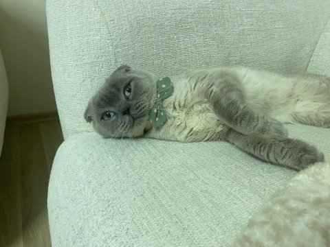 2,5 yaşında erkek scottish fold