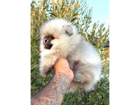 Yurtdışı girişli efsane pomeranian boo erkek