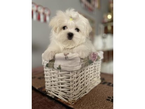 Maltese yavruları