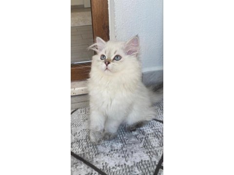 Erkek kedim yuvasını arıyor
