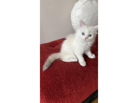 Safkan british pamuk şekeri maviş gözlü