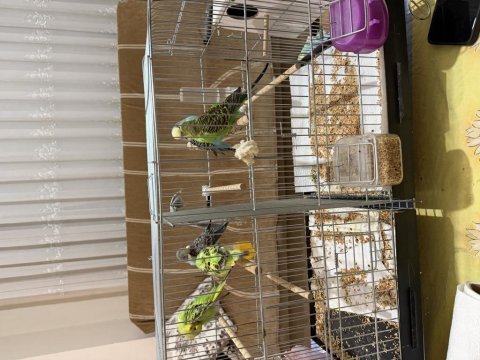 Jumbo erkek muhabbet kuşu