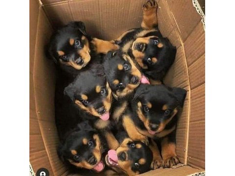 Macar rottweiler yavrular