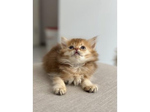 By11 british longhair çocuklar