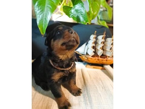 Şecereli rottweiler bebeklerim