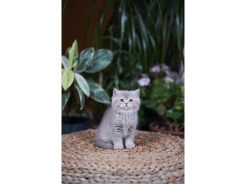 British shorthair bebekler yeni yuvalarını aramakta
