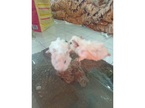 Bebek ginepigler