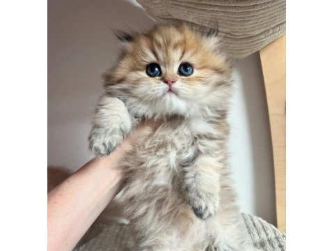 Orjinal safkan golden british longhair 