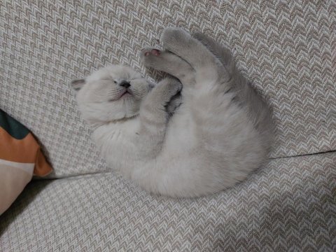 4 aylık scottish fold