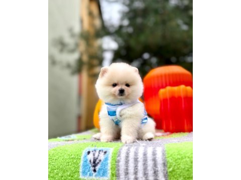Orjinal pomeranian boo
