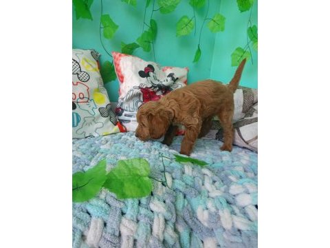 2 aylık maltipoo erkek dişi bebeğimiz