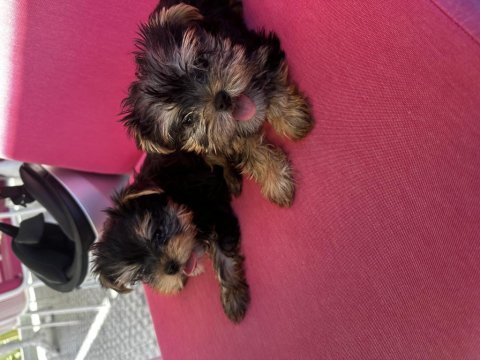 Teacup orjinal yorkshire terrier bebekler