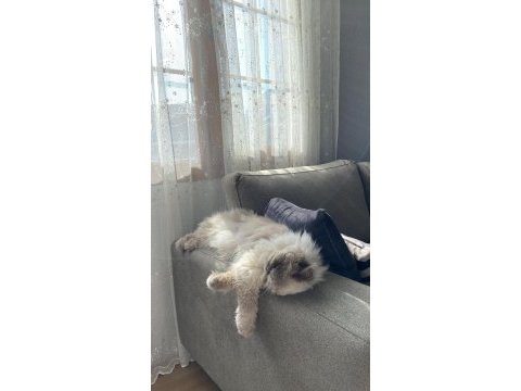 İran kedisi kızım mia