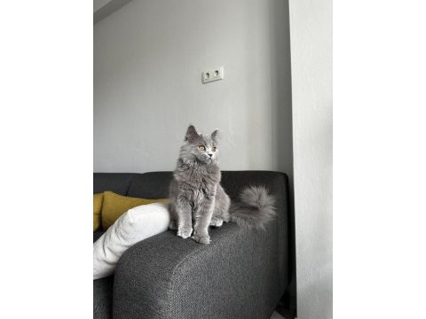 6 aylık gri british shorthair yavru
