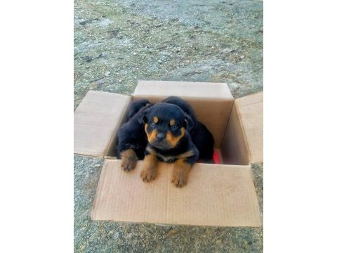 Orijinal safkan rottweiler yavruları