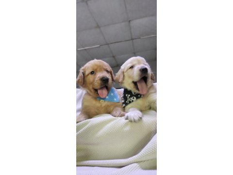 Bebek yüzlü golden retriever a kalite ırk