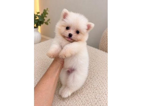 Pomeranian boo 