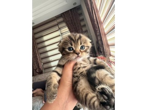 1,5 aylık scottish fold yavrumuz