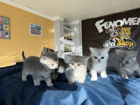 Scottish fold yavrularımız hazır ankara