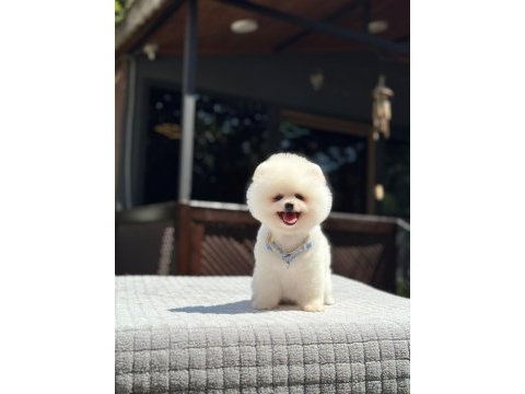 Sevimli pomeranian boo