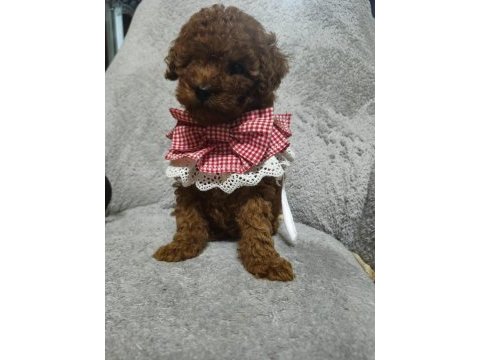 Toy poodle yavru