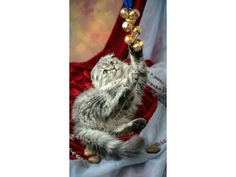 Çok güzel highland scottish fold
