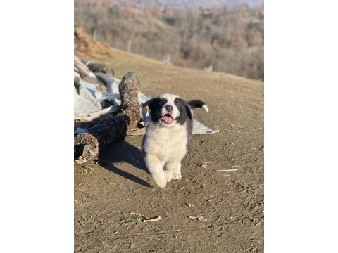 Border collie yavru köpeklerimiz