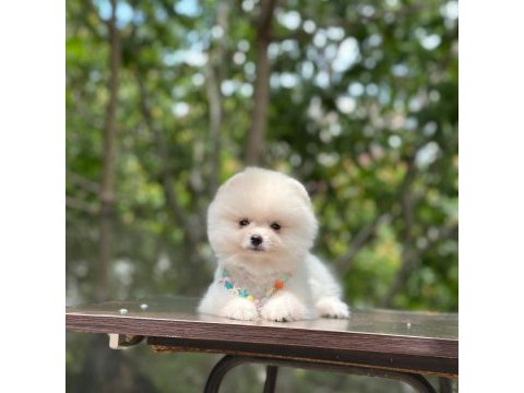 Yeni evlerine gitmeye hazır pomeranian yavruları