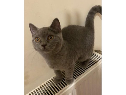 Safkan british shorthair gri