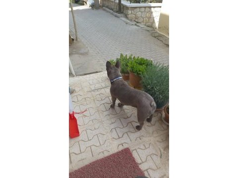Blue brindle french bulldog